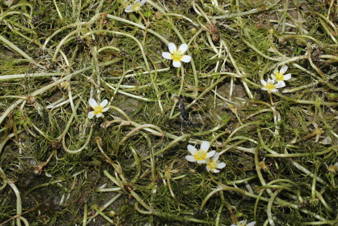 Ranunculus trichophyllus / Ranuncolo a foglie capillari